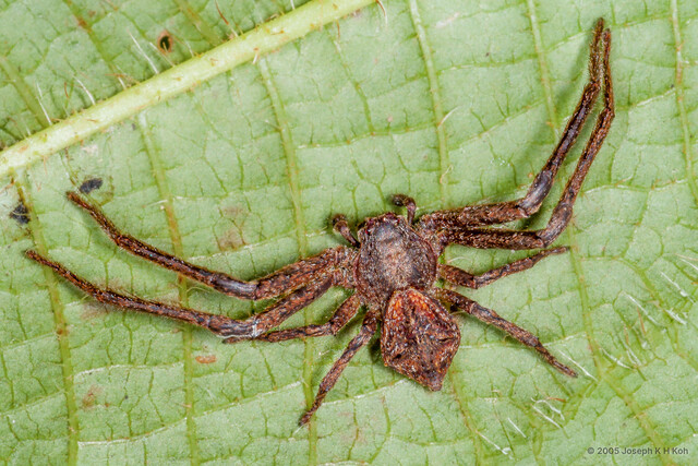 Angaeus rhombifer • © Joseph K H Koh • All Rights Reserved ♂ Adult Habitus Dorsal