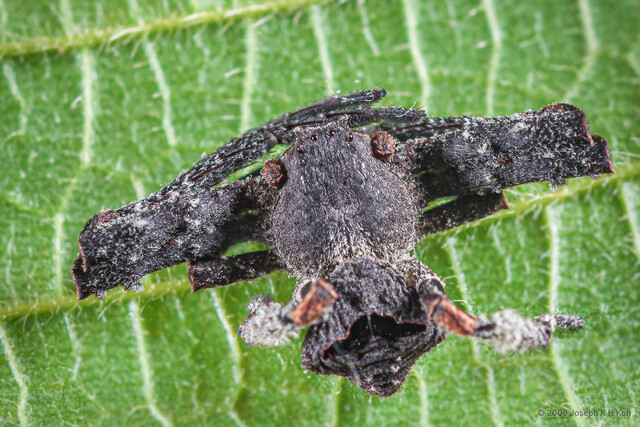 Angaeus verrucosus • © Joseph K H Koh • All Rights Reserved ♀ Adult Habitus Dorsal