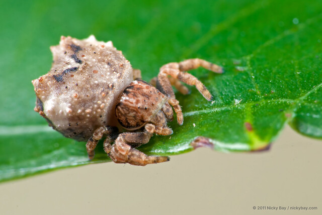 Boliscus tuberculatus • © Nicky Bay • All Rights Reserved ♀ Adult Habitus Dorsal