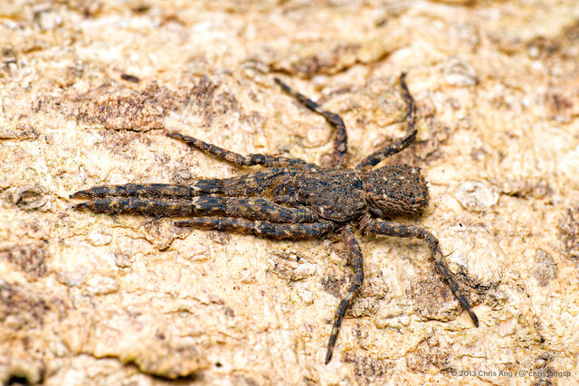 Borboropactus cinerascens • © Chris Ang • All Rights Reserved ♀ Adult Habitus Dorsal