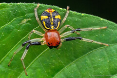 Camaricus maugei (Walckenaer, 1837)
