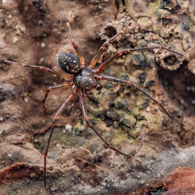 Cebrenninus magnus • © Paul Ng • All Rights Reserved ♂ Adult Habitus Dorsal