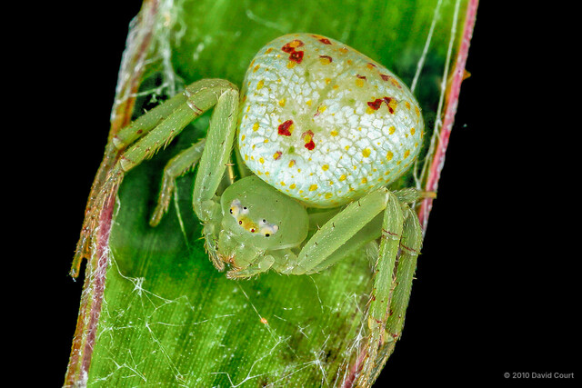 Ebrechtella concinna • © David Court • All Rights Reserved ♀ Adult Habitus Dorsal