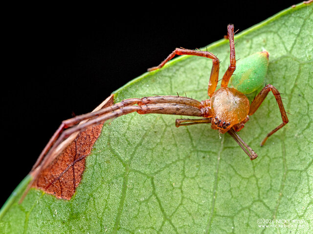 Epidius sp. "Masked" • © Nicky Bay • All Rights Reserved ♂ Adult Habitus Dorsal