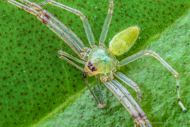 Epidius sp. "Singapore" • © Chris Ang • All Rights Reserved ♂ Adult Habitus Dorsal