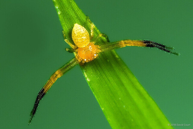 Henriksenia hilaris • © David Court • All Rights Reserved ♂ Adult Habitus Dorsal