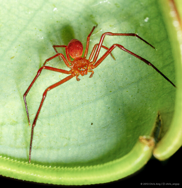 Henriksenia nepenthicola • © Chris Ang • All Rights Reserved ♂ Adult Habitus Dorsal