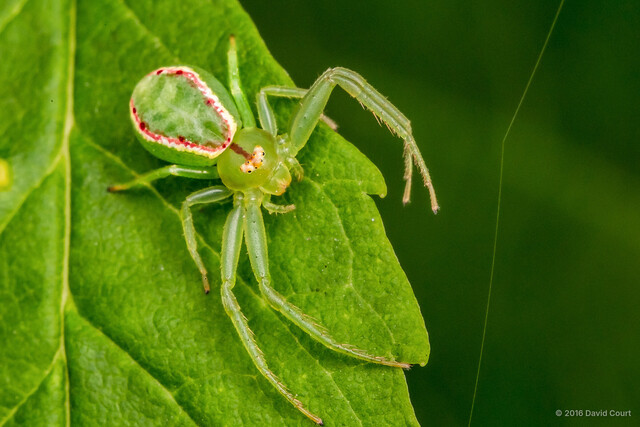 Loxobates sp. "Crimson-striped" • © David Court • All Rights Reserved ♂ Adult Habitus Dorsal