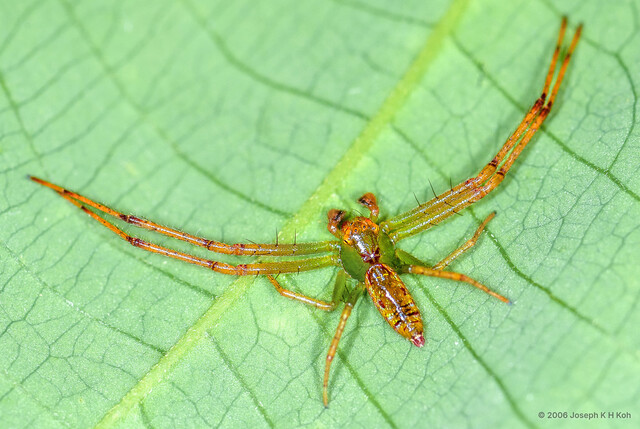Lycopus rubropictus • © Joseph K H Koh • All Rights Reserved ♂ Adult Habitus Dorsal