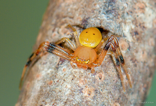 Mastira bipunctata • © Joseph K H Koh • All Rights Reserved ♂ Adult Habitus Dorsal