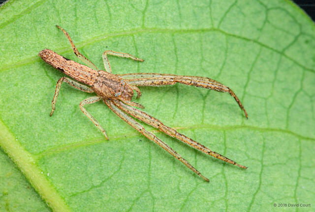 Monaeses sp. "Common Flat-faced" • © David Court • All Rights Reserved ♀ Adult Habitus Dorsal