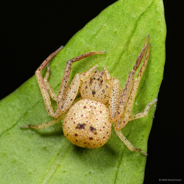 Pharta sp. "Decorated Carapace" • © David Court • All Rights Reserved ♀ Adult Habitus Dorsal
