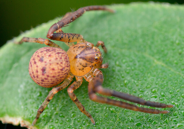 Pharta bimaculata • © Nicky Bay • All Rights Reserved ♂ Adult Habitus Dorsal