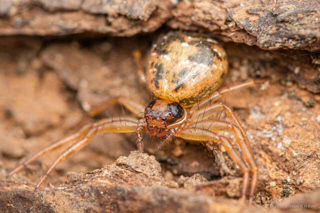 Philodamia hilaris • © Joseph K H Koh • All Rights Reserved ♀ Adult Habitus Dorsal