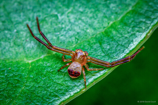 "Philodamia" semicincta • © David Court • All Rights Reserved ♂ Adult Habitus Dorsal