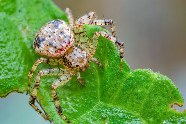 Philodamia variata • © KS Tan • All Rights Reserved ♀ Adult Habitus Dorsal