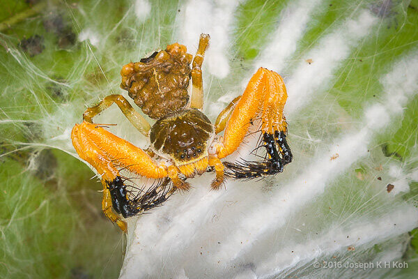 Phrynarachne ceylonica • © Joseph K H Koh • All Rights Reserved ♀ Adult Habitus Dorsal