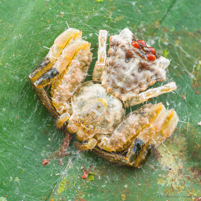 Phrynarachne decipiens • © Nicky Bay • All Rights Reserved ♀ Adult Habitus Dorsal