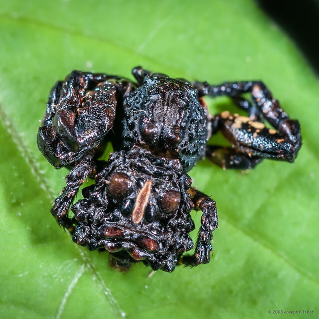 Phrynarachne tuberosa • © Joseph K H Koh • All Rights Reserved ♀ Adult Habitus Dorsal