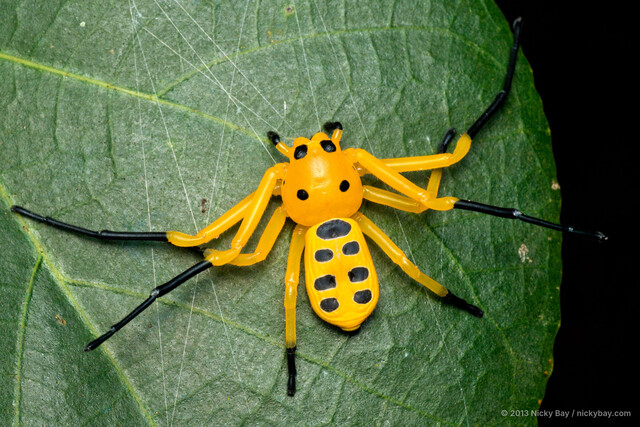 Platythomisus octomaculatus • © Nicky Bay • All Rights Reserved ♀ Adult Habitus Dorsal