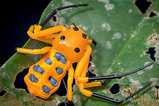 Platythomisus octomaculatus • © Joseph K H Koh • All Rights Reserved ♂ Adult Habitus Dorsal