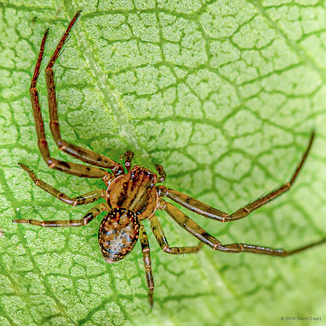 Pycnaxis krakatauensis • © David Court • All Rights Reserved ♂ Adult Habitus Dorsal