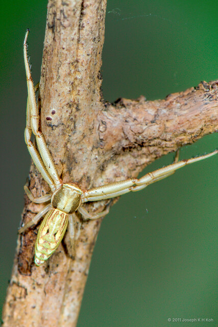 Runcinia sp. "Long-tailed" • © Joseph K H Koh • All Rights Reserved ♀ Adult Habitus Dorsal