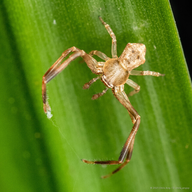 Runcinia sp. "Pentagonal" • © Chris Ang • All Rights Reserved ♂ Adult Habitus Dorsal