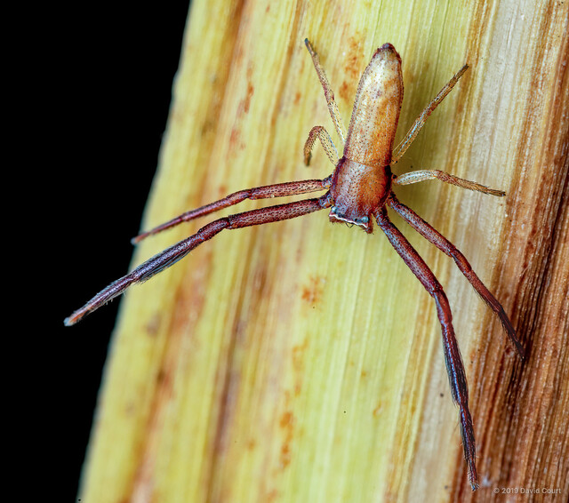 Runcinia sp. "Sharp-tailed" • © David Court • All Rights Reserved ♂ Adult Habitus Dorsal