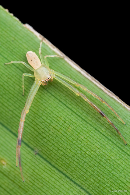 Runcinia acuminata • © Paul Ng • All Rights Reserved ♂ Adult Habitus Dorsal