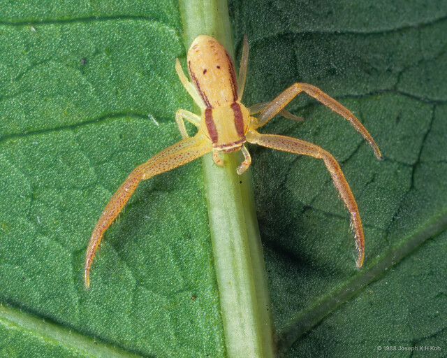 Runcinia insecta • © Joseph K H Koh • All Rights Reserved ♂ Adult Habitus Dorsal