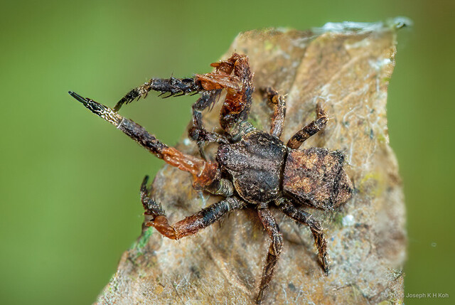 Stephanopis sp. "Thorny" • © Joseph K H Koh • All Rights Reserved ♂ Adult Habitus Dorsal