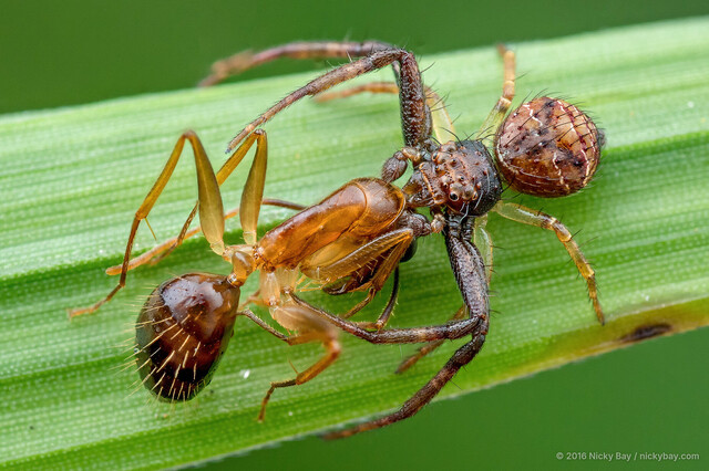 Strigoplus albostriatus • © Nicky Bay • All Rights Reserved ♂ Adult Habitus Dorsal Predation
