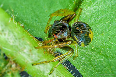 Talaus sp. "Black-and-yellow"