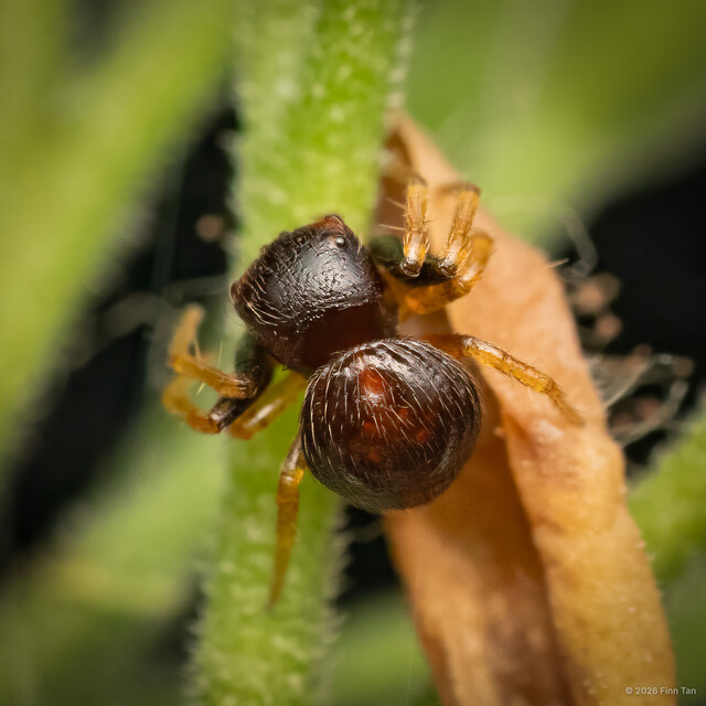 Talaus sp. "Coffee Bean" • © Finn Tyler Tan • All Rights Reserved ♀ Adult Habitus Dorsal