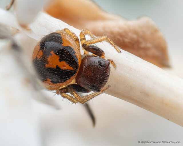Talaus sp. "Four-blotched" • © Marcsmacro • All Rights Reserved ♀ Adult Habitus Dorsal