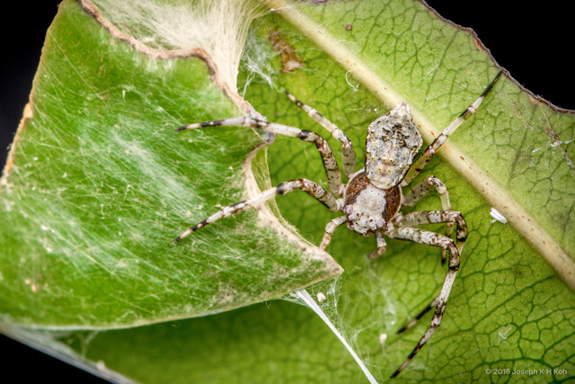"Tarrocanus" sp. "Cone-eyed" • © Joseph K H Koh • All Rights Reserved ♀ Adult Habitus Dorsal