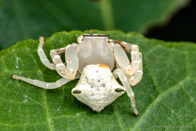 Thomisus sp. "Large Horned" • © Chris Ang • All Rights Reserved ♀ Adult Habitus Dorsal