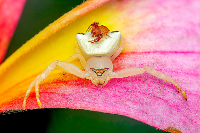 Thomisus callidus • © Chris Ang • All Rights Reserved ♂ Adult Habitus Dorsal