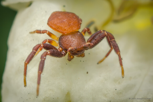 Thomisus guangxicus • © Joseph K H Koh • All Rights Reserved ♂ Adult Habitus Dorsal