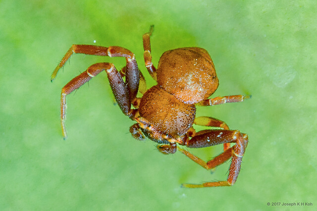 Thomisus nepenthiphilus • © Joseph K H Koh • All Rights Reserved ♂ Adult Habitus Dorsal
