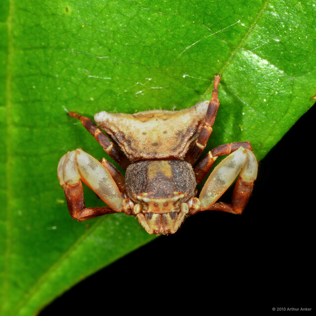 Thomisus perspicillatus • © Arthur Anker • All Rights Reserved ♀ Adult Habitus Dorsal