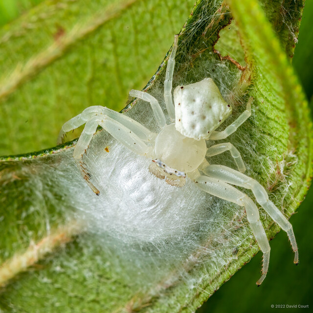 Thomisus zhui • © David Court • All Rights Reserved ♀ Adult Habitus Dorsal Egg(s)/Egg Sac(s)
