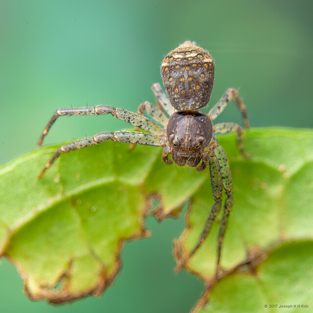 "Tmarus" sp. "Plump Humpback" • © Joseph K H Koh • All Rights Reserved ♀ Adult Habitus Dorsal