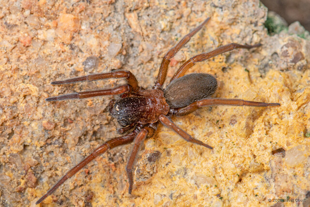Pandava laminata • © David Court • All Rights Reserved ♀ Adult Habitus Dorsal