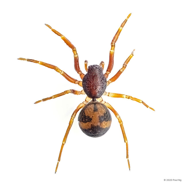 Orthobula sp. "Creamy" • © Paul Ng • All Rights Reserved ♀ Adult Habitus Dorsal