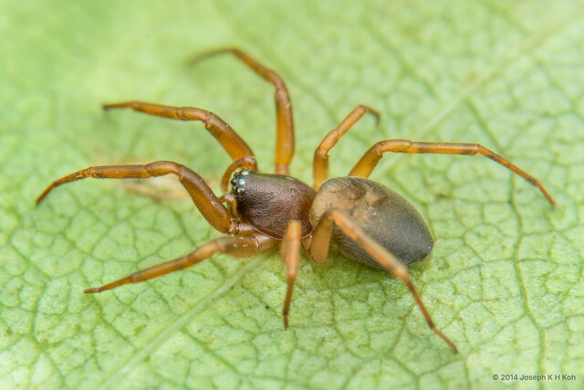 Trachelas shilinensis • © Joseph K H Koh • All Rights Reserved ♀ Adult Habitus Lateral