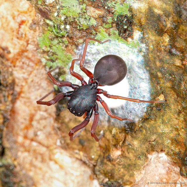 Utivarachna sp. "Singapore Bull-headed" • © Nicky Bay • All Rights Reserved ♀ Adult Habitus Dorsal Egg(s)/Egg Sac(s)