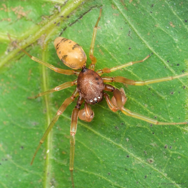 Utivarachna phyllicola • © Joseph K H Koh • All Rights Reserved ♂ Adult Habitus Dorsal