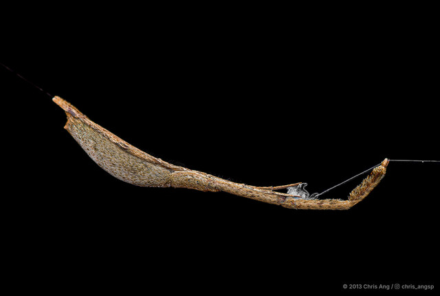 Miagrammopes sp. "Arched-back" • © Chris Ang • All Rights Reserved ♀ Adult Habitus Lateral